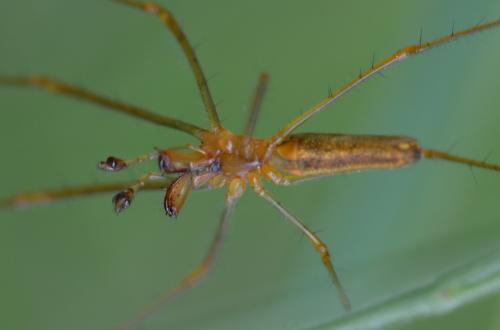 Tetragnatha montana